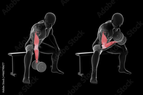 3d Illustration of Dumbbell Concentration Curl
