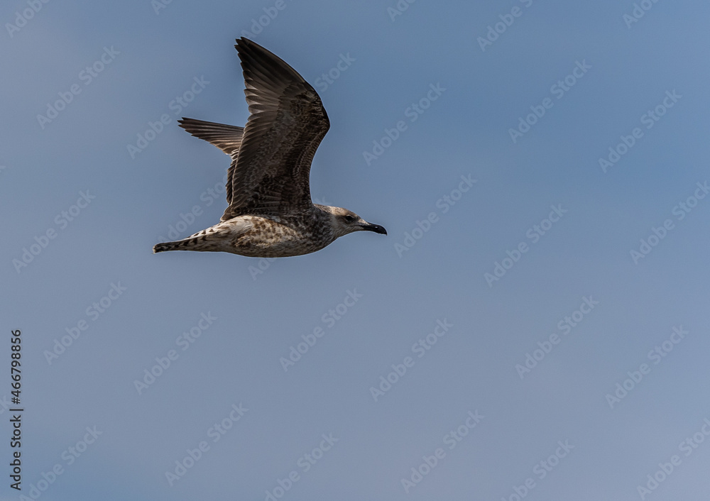In the Autumn we see different birds when the sun rises a little: gulls, cormorants, egrets, wagtails ... In the Autumn we see different birds when the sun rises a little: gulls, cormorants, egrets, wagtails ...