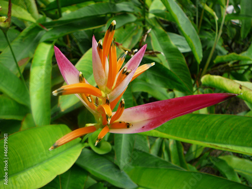 A tropic plant in Singapore in front of green leaves