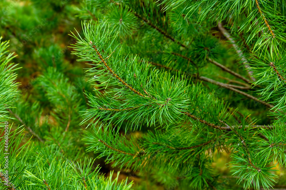 natural fluffy branches of young pine, beautiful background of green prickly branches