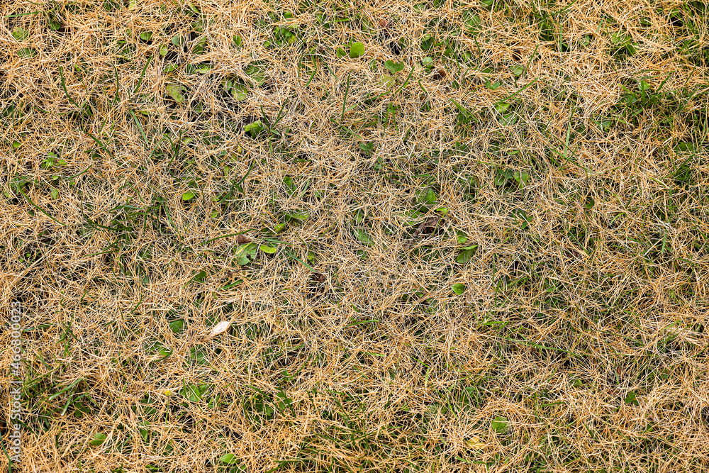 Fallen larch needles lie on the autumn grass Fallen larch needles lie on the autumn grass