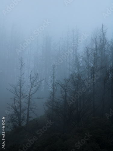 fog in the trees