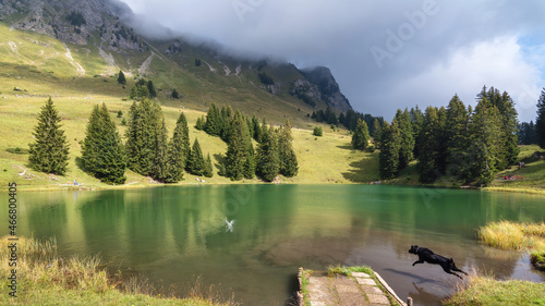 Fototapeta Naklejka Na Ścianę i Meble -  Happy dog jumps into the green mountain lake