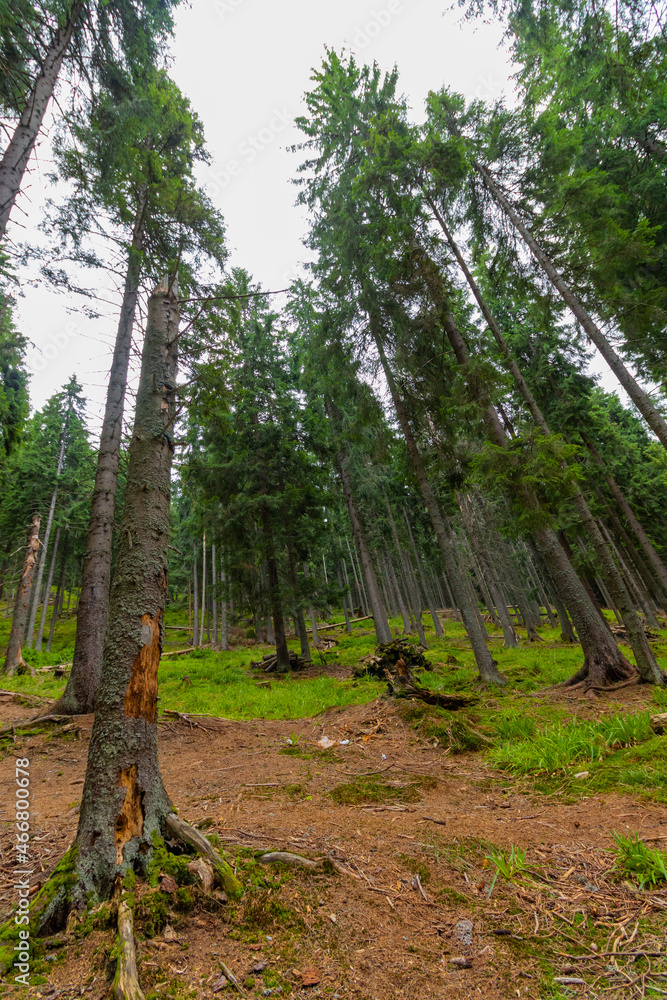 Photograph of the forest with cut or felled tree trunks, photographed from the bottom up; look at the sky among the trees Photograph of the forest with cut or felled tree trunks, photographed from the bottom up; look at the sky among the trees