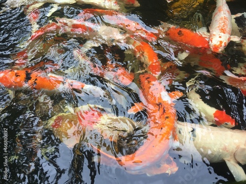Wallpaper Mural japanese koi fish Torontodigital.ca