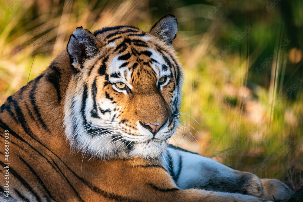 tiger in zoo tiger in zoo