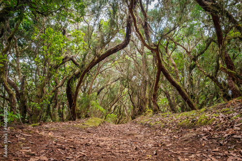 hiking path in forest landscape, Tenerife
