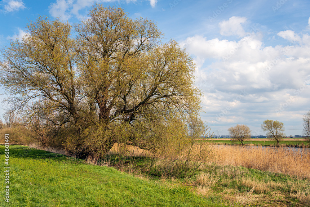 Characteristic willow tree gets new leaves in the spring season. The photo was taken in a Dutch polder. High voltage lines and pylons are just visible in the background. Characteristic willow tree gets new leaves in the spring season. The photo was taken in a Dutch polder. High voltage lines and pylons are just visible in the background.