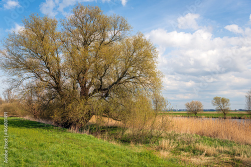 Characteristic willow tree gets new leaves in the spring season. The photo was taken in a Dutch polder. High voltage lines and pylons are just visible in the background.