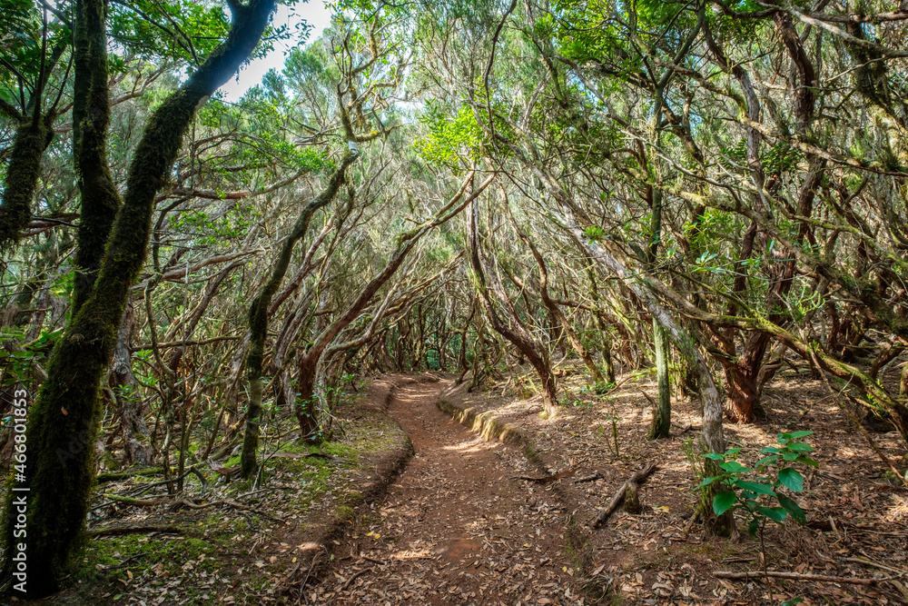 hiking path in forest landscape, Tenerife hiking path in forest landscape, Tenerife