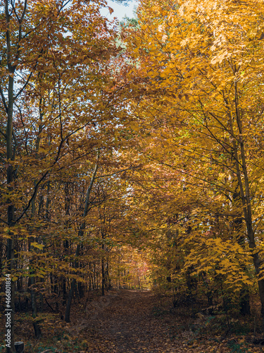 Autumn landscape - yellowed autumn trees. The path leading deep into the forest.
