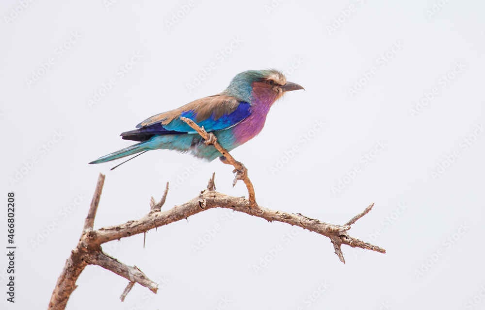 Lilac breasted roller, a beautiful African bird posed on a stick with a white background Lilac breasted roller, a beautiful African bird posed on a stick with a white background