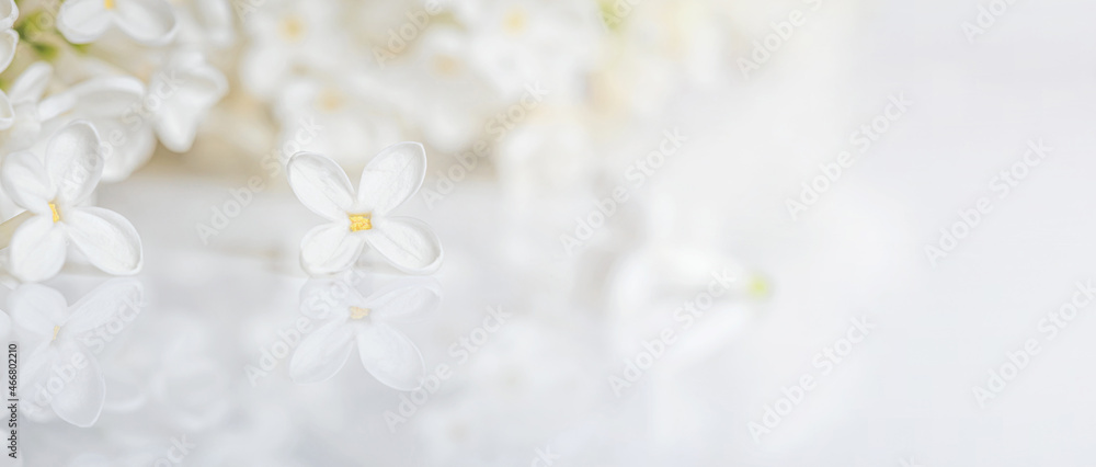 Blurred spring floral background with branch of white lilac on a glossy white surface. Romantic banner with free space for text. Selective frocus.