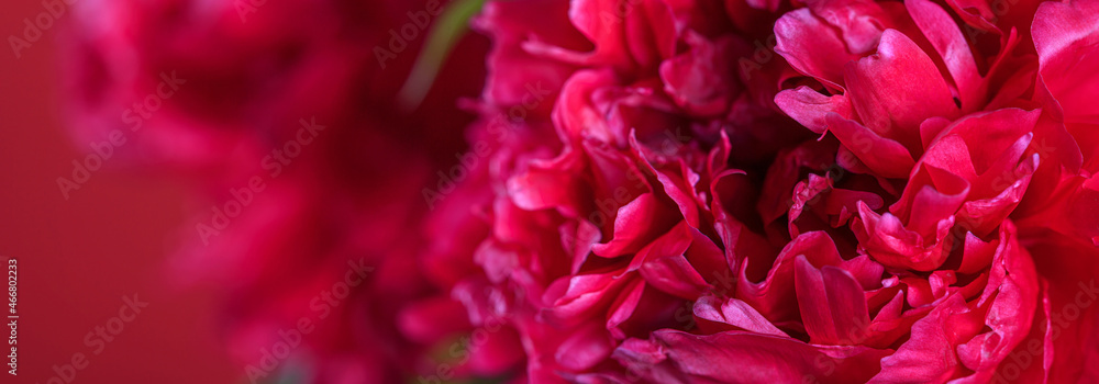 Blurred floral background  with delicate red peonies, close-up. Romantic banner with free space for text. Selective frocus.