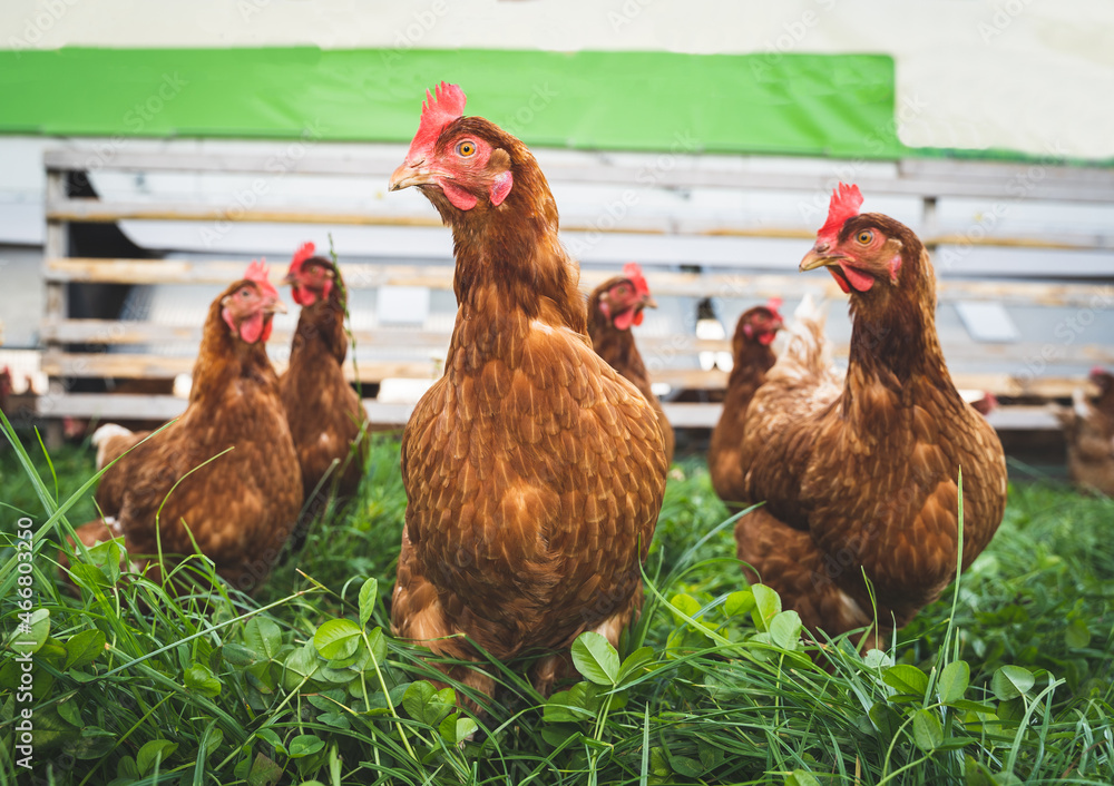 Fototapeta premium Geflügelhaltung mit Selbstvermarktung - freilaufende Hühner auf einer Weide mit einem mobilen Hühnerstall.