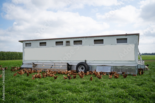 Geflügelhaltung mit Selbstvermarktung - freilaufende Hühner auf einer Weide mit einem mobilen Hühnerstall. © Countrypixel