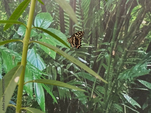 butterfly in the forest