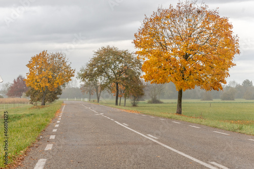 Country road lined with trees in autumn.