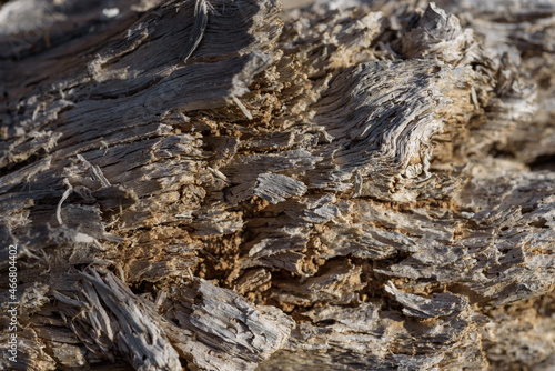 Wooden natural background, tree texture. Old wood background. Top view 