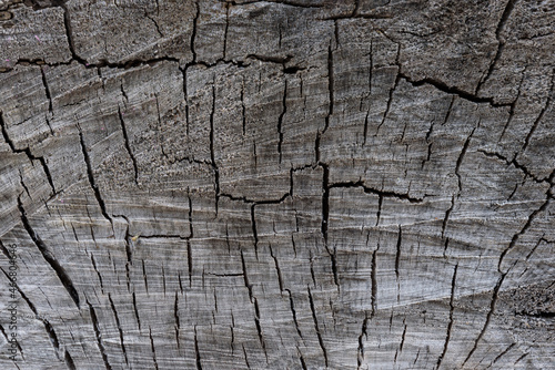 Wooden natural background, tree texture. Old wood background. Top view 