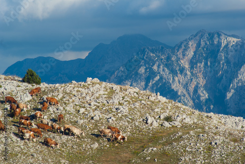 Cow heard passing mountains