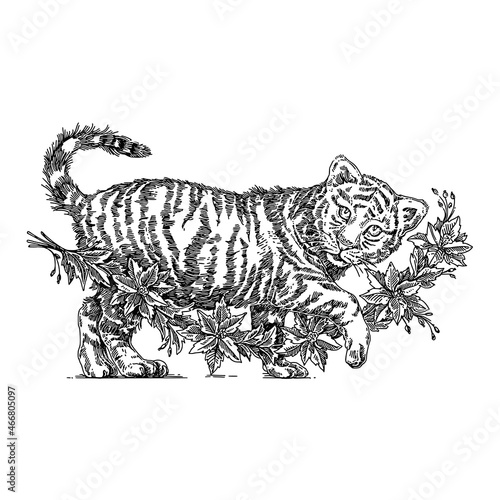 White tiger cub with gerland poinsettia. Sketch. Engraving style. Vector illustration. photo