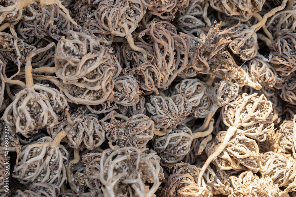 Pile of dried flower of maryam, also called the hand of Fatima. Herbal and alternative medicine. Anastatica hierochuntica. Shrub used for its medicinal properties in childbirth Pile of dried flower of maryam, also called the hand of Fatima. Herbal and alternative medicine. Anastatica hierochuntica. Shrub used for its medicinal properties in childbirth