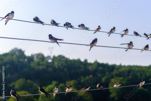 Swallow birds placed and stand on electrical wires in one line or in a row, selective focus