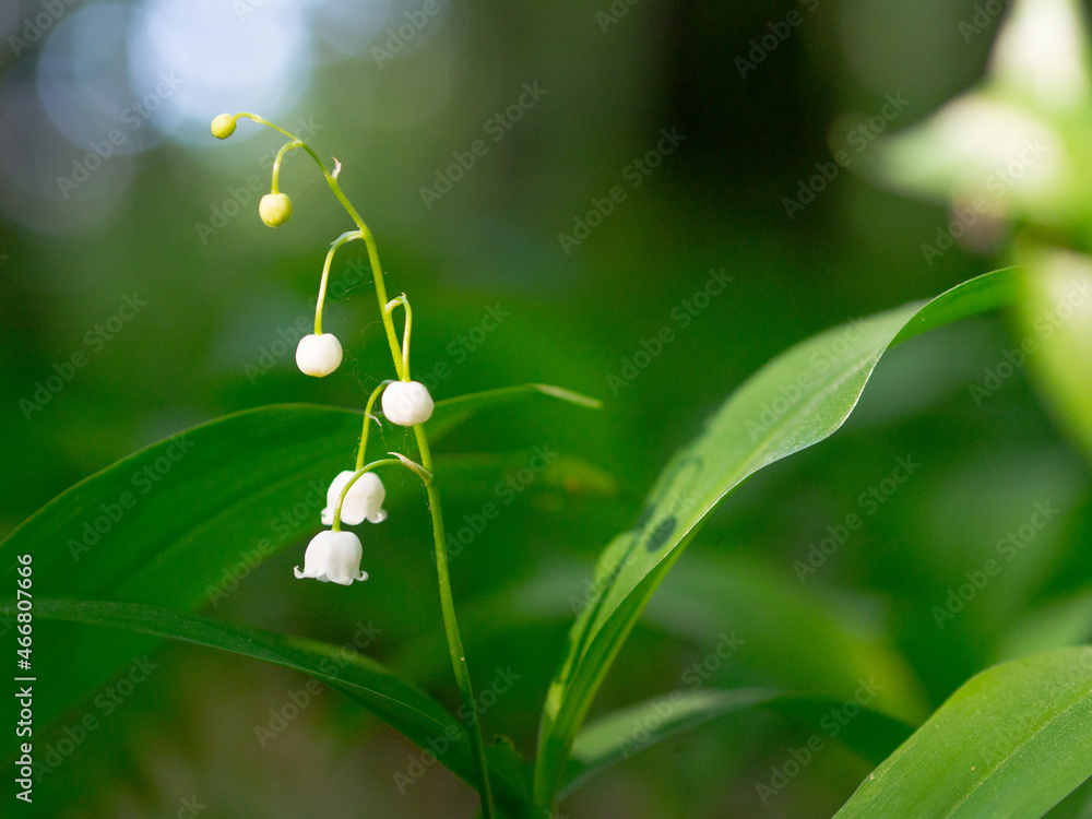 One branch blooming lily of the valley. One branch blooming lily of the valley.