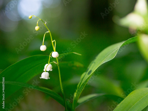 One branch blooming lily of the valley.