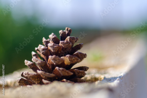 Close up of pine cone on the stone, world environment day concept idea, selective focus, copy space