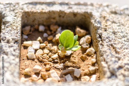 Close up of plant growth in the stone, world environment day, life begin concept idea, selective focus