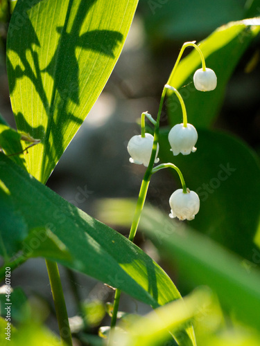 Branch of lily of the valley in the sunlight