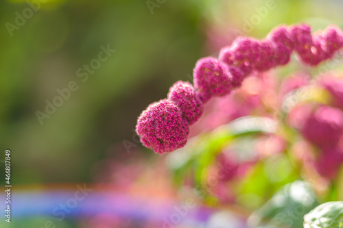 Close up of garnet amarath flower seeds, magenta color october flower, selective focus