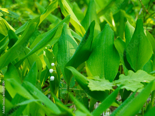 Spring green leafs of lily of the valley