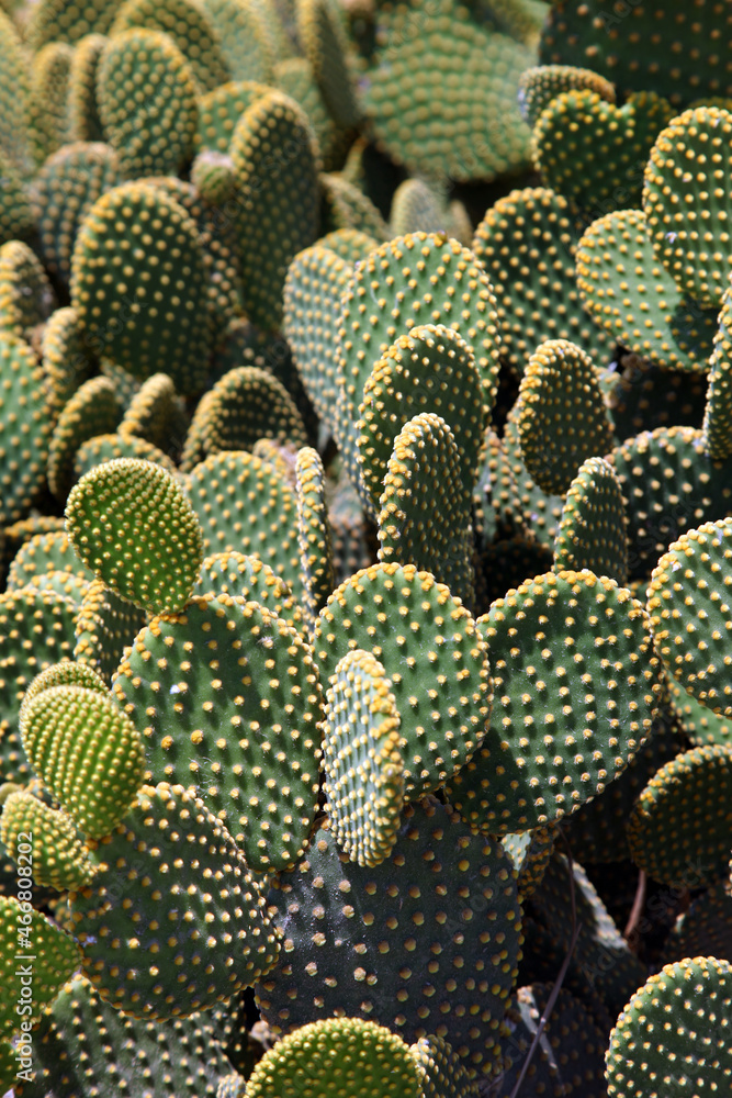 Cactus at the garden in ancient city Patara in Antalya, Turkey. Cactus at the garden in ancient city Patara in Antalya, Turkey.