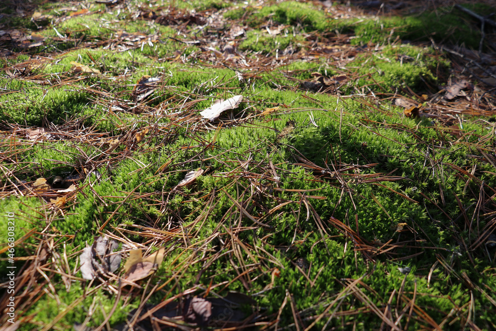 moss in the forest on the ground moss in the forest on the ground