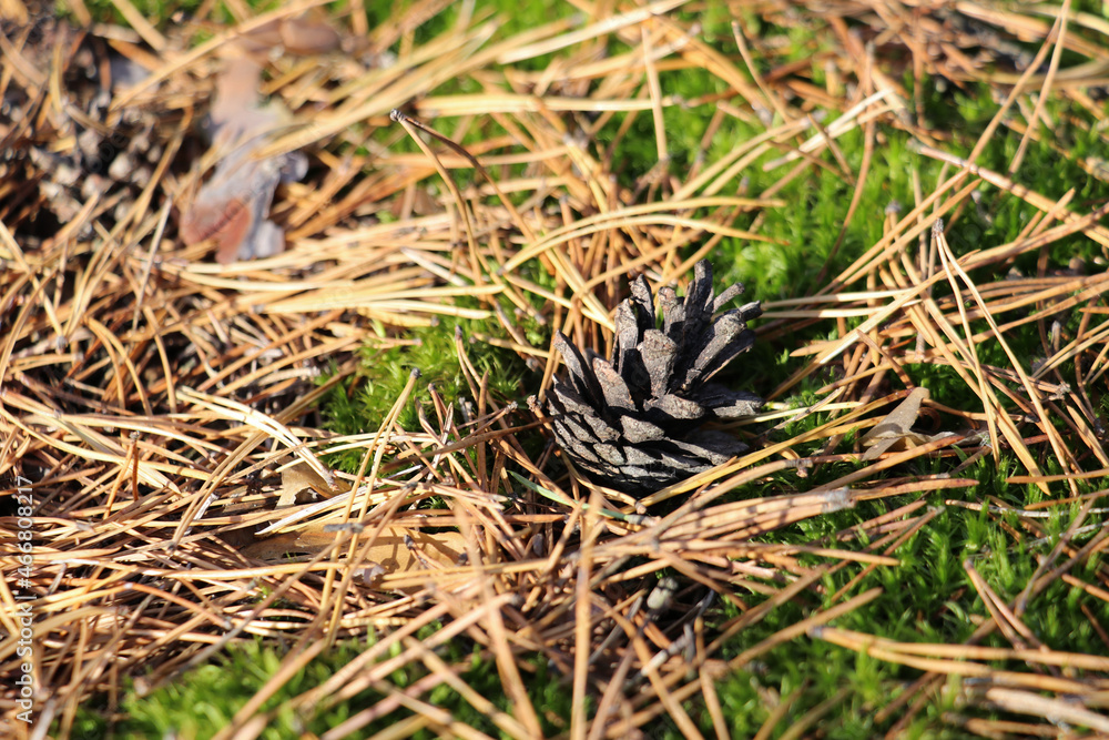 pine cone in the grass pine cone in the grass