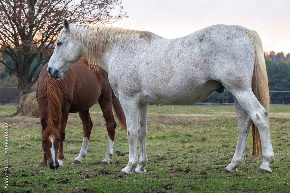 Silhouette of a white horse in the meadow. stallion