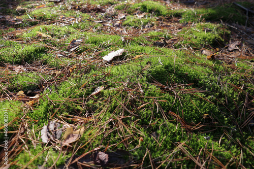 moss in the forest on the ground