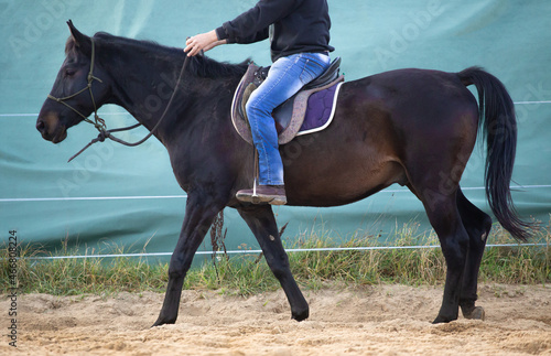 A gentle ride on a young horse. Man gently dressage the horse. Training