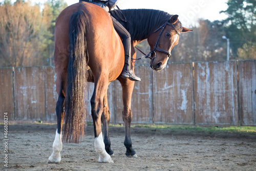 The girl rides a horse without a saddle. Bareback. Riding training. Exercises with the horse.