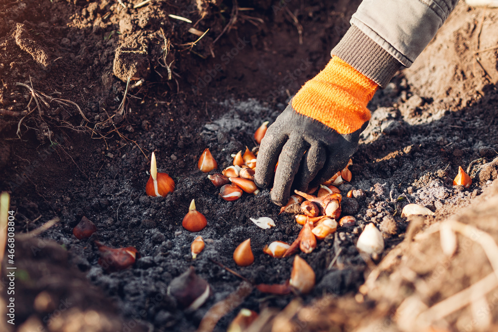 Obraz premium Tulip bulbs fall planting. Gardener puts bulbs in soil with ash. Autumn gardening work