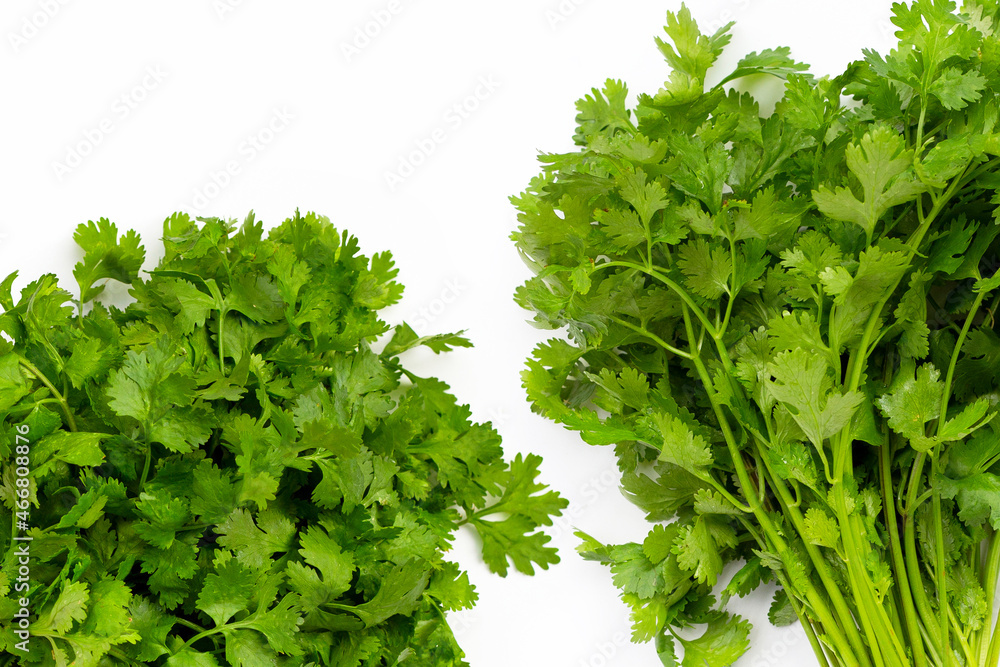 Obraz premium Fresh coriander on white background.