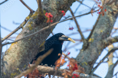 Black crow in the park looking for food