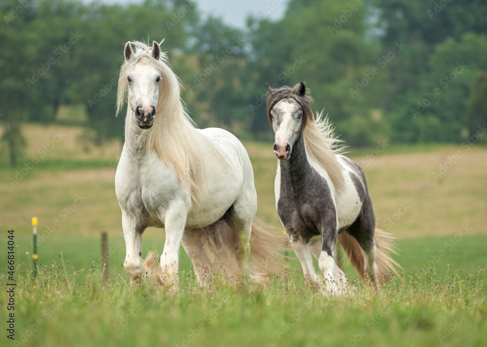 Obraz premium Vanner Horse mares run in green fields