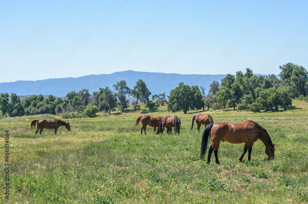 Quarter Horse mares graze in  scenic mountain pasture