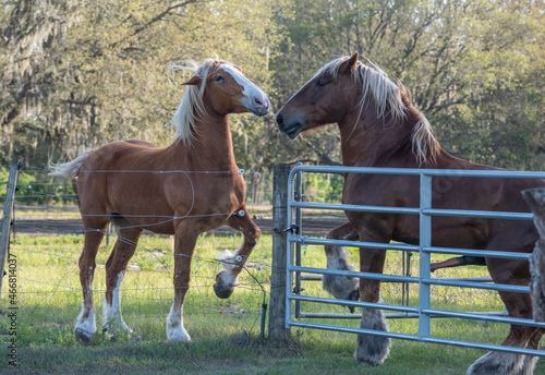 Vászonkép Belgian draft mare and stallion talk at fence