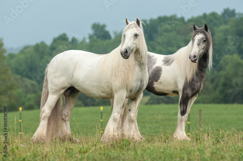 Gypsy Vanner Horse mares stand  in green fields