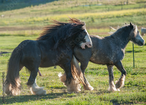 Gypsy Horse stallion and mare courting for a pasture breeding. 